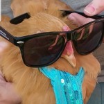 Chicken with sunglasses on