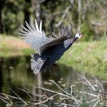 Chicken Flying