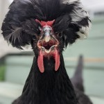 Chicken with mouth open