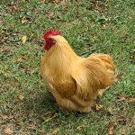Yellow Hen on Grass