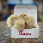 Chick nuggets