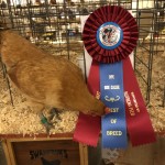 Award Winning Chicken