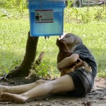 Funny Chicken Runner up