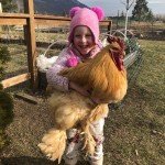 Buff chicken
