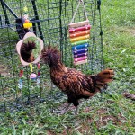 Funny Chicken