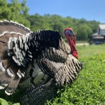 Best of Breed Runner Up Turkey