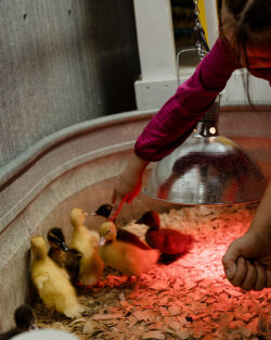 Baby Chicks