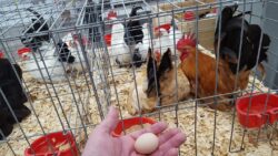 Cackle Festival Chickens