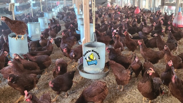 Rhode Island Red