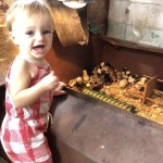 Child playing with baby chicks