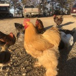 Chickens in Driveway