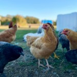 Chickens in yard