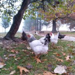 Chickens in park