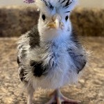 chicken with hat on top of head