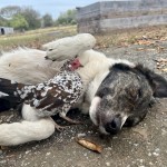 Puppy with chicken