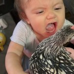 Child with chicken