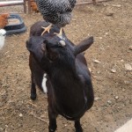 goat with chicken on its head