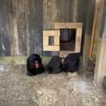 Addy Brown Chickens