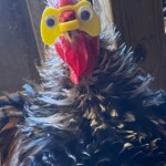 Chicken with googly eyes mask