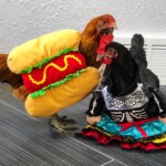 Chickens dressed up in costumes