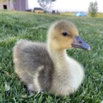 Amanda Lowrey - Toulosse Geese