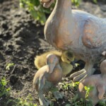 Amanda Ostermeier - baby duck with duck lawn ornaments