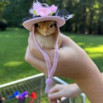 baby chick with hat on its head