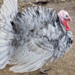 Andrea Brown Blue slate turkey