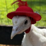 Chicken with hat on
