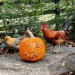 Annette Higgins chickens near pumpkin