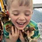 Boy holding baby chicks