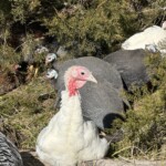 turkey's