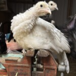 Chicken on press