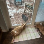 Cat playing with chicken
