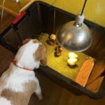 Dog looking at chicks