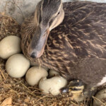 Brenna Giger rouen duck
