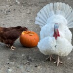 Briana Heller - broad breasted white turkey