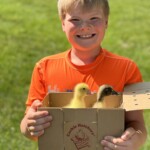 Boy holding baby chicks in box