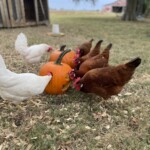 Casey Keating chickens checking out pumpkin