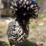 Chelsea W silver laced polish crop