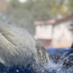Ducks splashing in kiddie pool