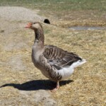 Chloe MelissaToulouse geese