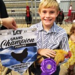 Dean Bax - Golden duckwing phoenix bantam