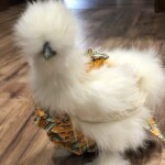 Erica Young - white silkie