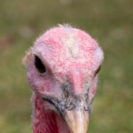 Turkey close up