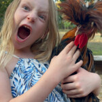 little girl holding chicken