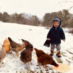Child feeding chickens