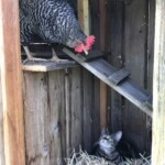 Chicken looking at cat in hen house