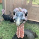 black slate chicken