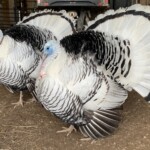 Jennifer Mcqueen royal alm turkey